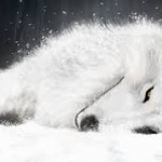 wolf s rain.jpg