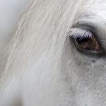 detail_of_white_horse_head_with_long_eye_lashes.jpg