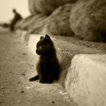 art-beautiful-cat-cute-forever-alone-favim-com-130035_large_large.jpg