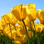 tulipánok