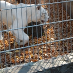 fehér tigris
