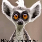 nézz a szemembe.jpg