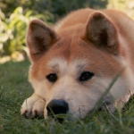 akita2.jpg