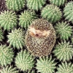 kaktuszsüni