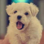 Cukisáág *-*