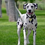 Dalmata