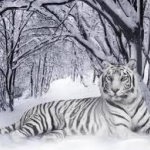 tigris1.jpg