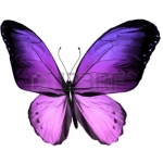 15736057-violet-butterfly-isolated-on-white-background.jpg