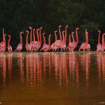 01-flamingo-inreraction-celestun-mexico_1600.jpg