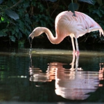 chilean_flamingo_2.jpg