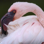 lesser_flamingo_1.jpg