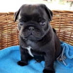 mopsz.jpg