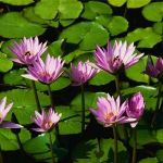Water lilies.jpg
