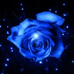 Kék Rózsa.jpg