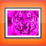 roaring-tiger-wallpaper-background-1376-wallpapers.jpg