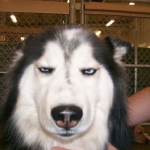 funny-dog-face.jpg