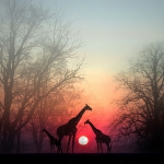 animal-black-and-white-giraffe-red-Favim.com-599399.jpg