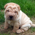 Shar-Pei-Puppies.jpg