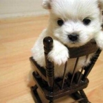 1182682645minidog3sc.jpg