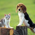 beagle-kutya-01.jpg