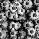black-and-white-flowers-sumit-mehndiratta.jpg