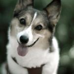 Husky-wallpaper-10375504.jpg