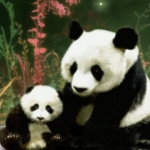 lovely_panda-wallpaper-10605911.jpg