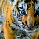 Tiger_Cub-wallpaper-10884610.jpg