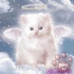 c__data_users_defapps_appdata_internetexplorer_temp_saved_images_angel_kitty.jpg