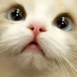 super-cute-cats-22.jpg