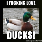 I love ducks