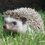 süni