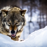 Angry-Wolf.jpg