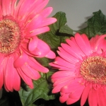2012 nyara 090.jpg