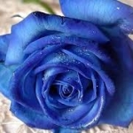 Beautiful blue rosesimages.jpg