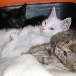 cicak0808051.jpg