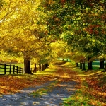 -Landscapes-Autumn-season-Sunlight-Roads-Fresh-New-Hd-Wallpaper--.jpg