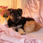 dog & cat