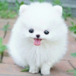 pupi.jpg