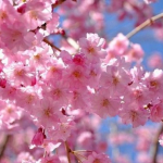 Cherry-Blossom.jpg