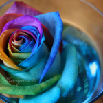 colorful-rose.jpg