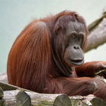 orangutan_1.jpg