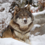 wolf_DF.jpg
