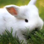 white-rabbit-disney-wallpaper-1.jpg
