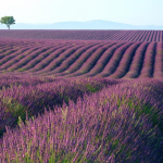 lavender-field-series-horizon.jpg