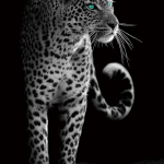 gepard-black-and-white-i25694.jpg
