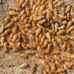 a-swarm-of-termites-on-the-ground-3.jpg