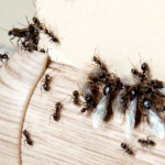 ant-treatment-beenleigh.jpg