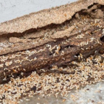 termite-treatment-and-inspection-beenleigh.jpg