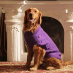 cute-dog-sweaters-1626199399.jpg